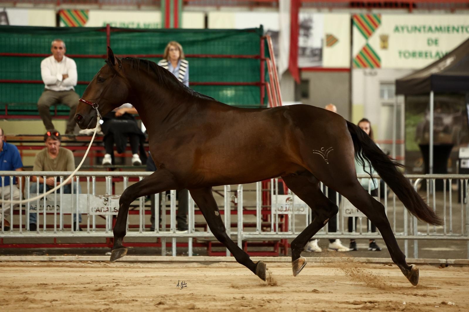 Ejemplar al trote con vocación de pista